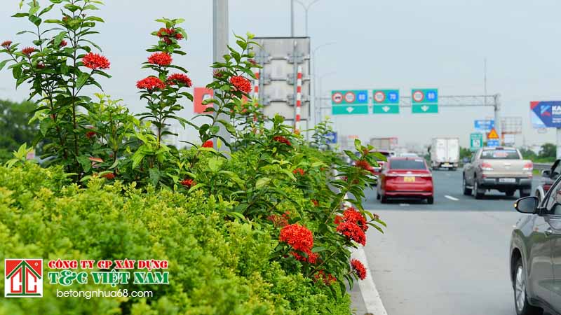 các điểm hạn chế khi trồng cây ở đường cao tốc